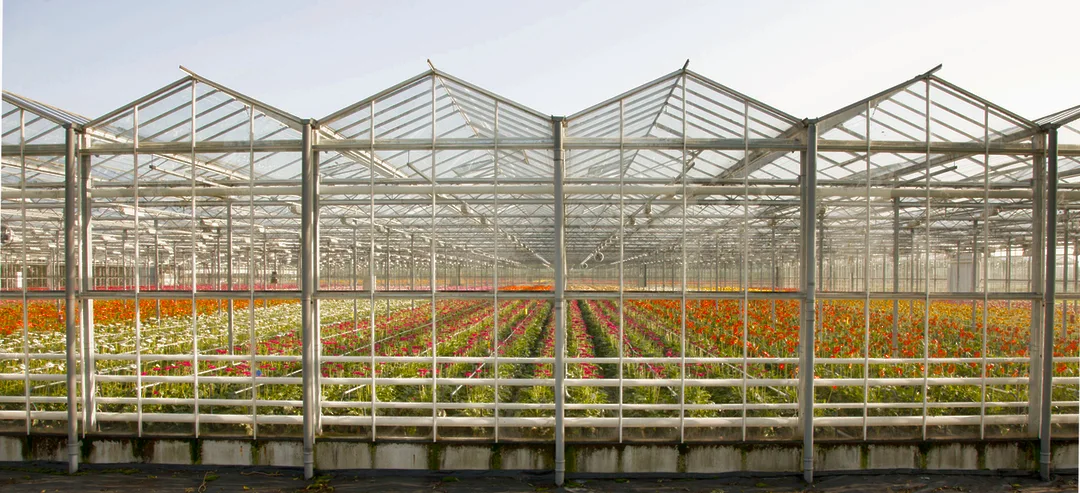 Greenhouse Westland